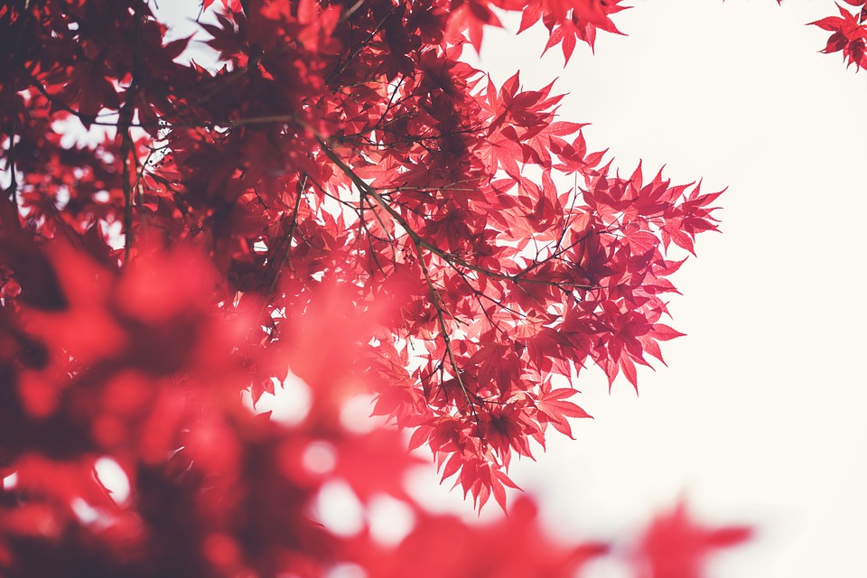  加拿大西部